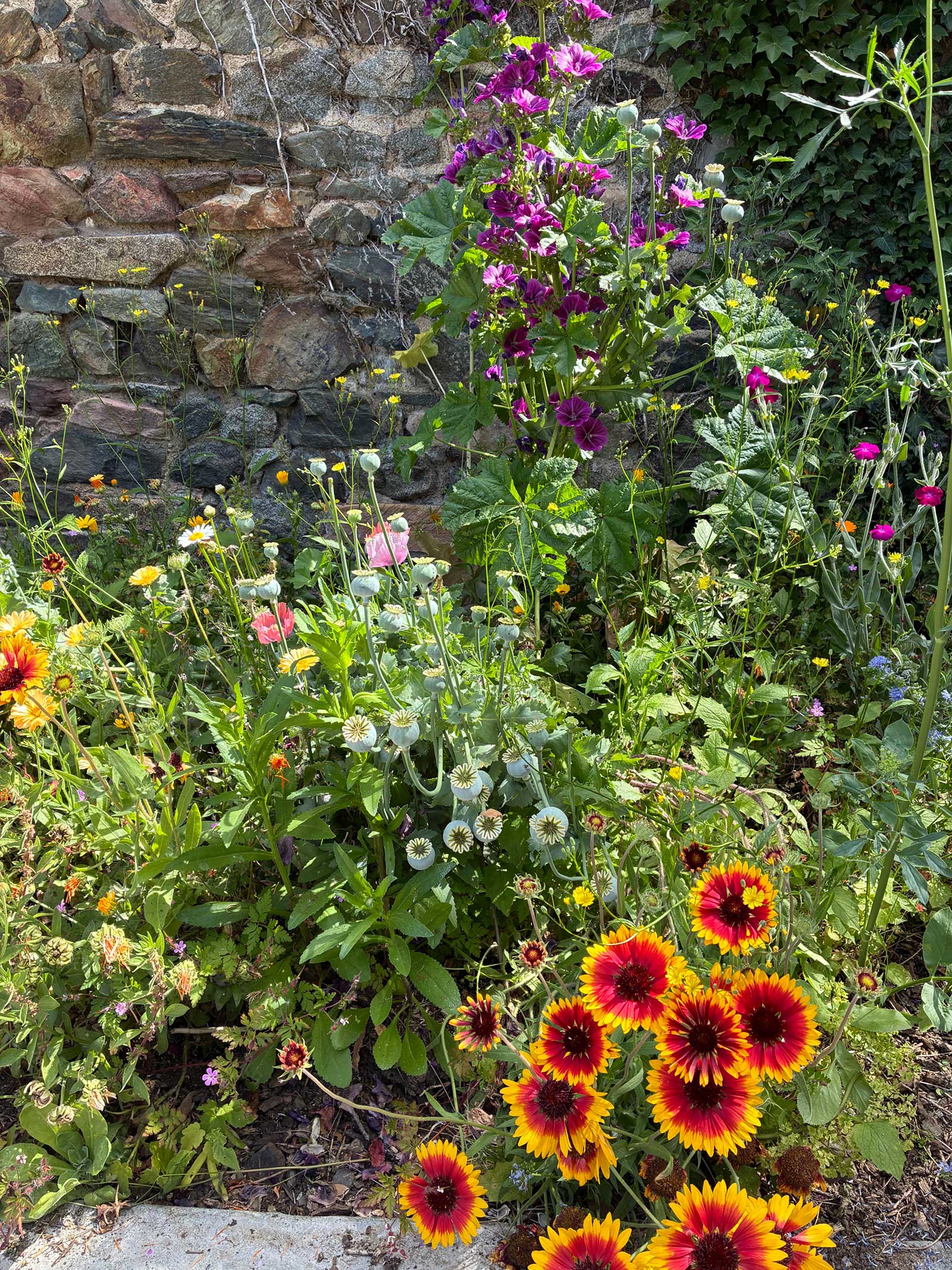 Massif fleuri mellifère composé de gaillardes, pavots et mauves