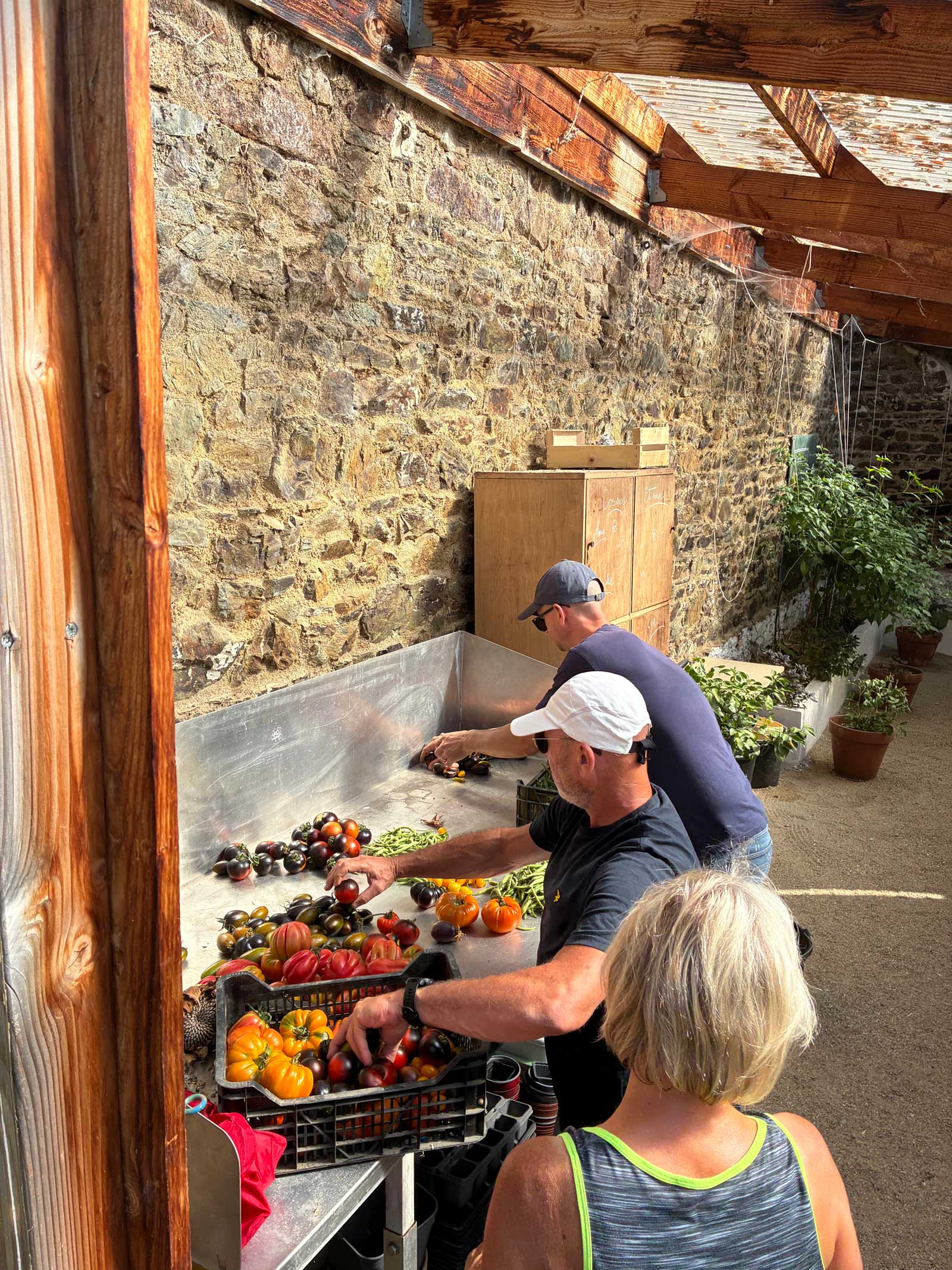 Tri minutieux des différentes variétés de tomates anciennes sur table inox