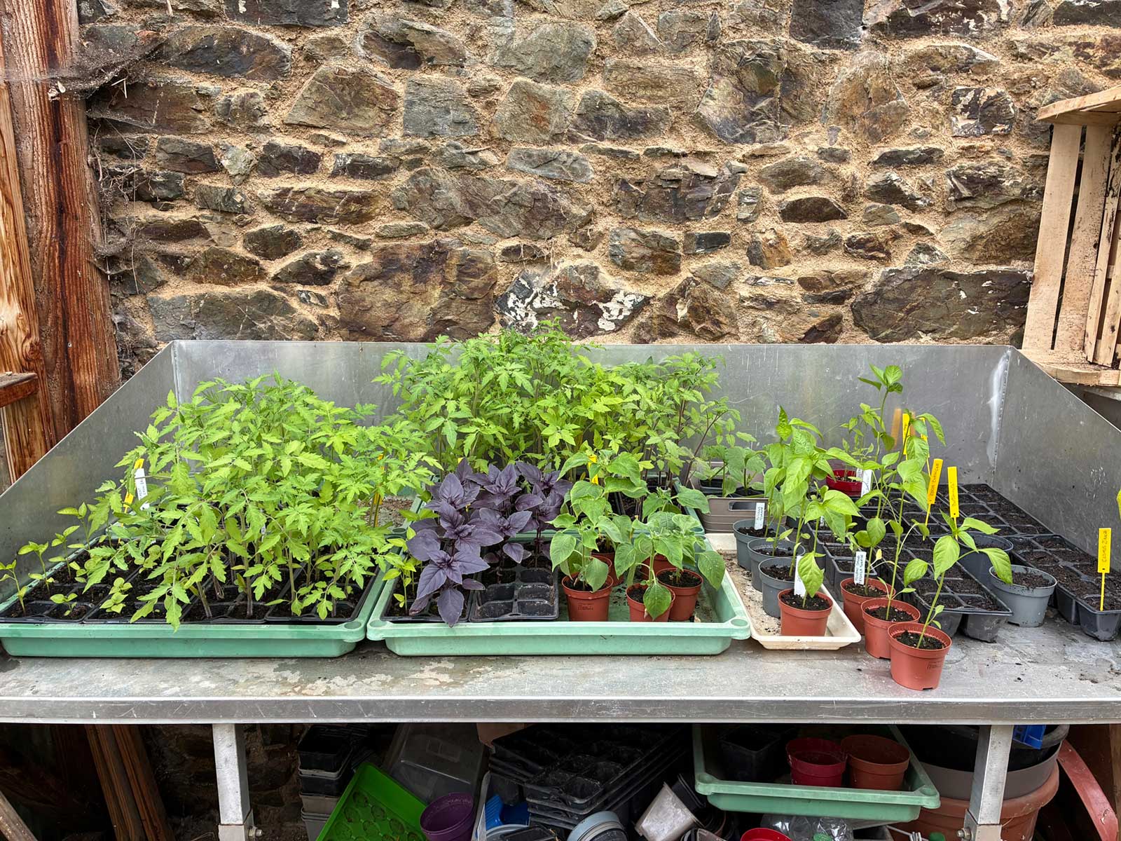 Table de semis : piments, basilic pourpre et tomates anciennes contre le mur en pierre